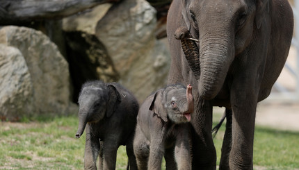 Бэби-бум в Пражском зоопарке: на прогулку вывели новорожденных слонят
