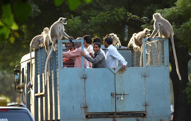 В Индии ввели денежные компенсации за укусы обезьян