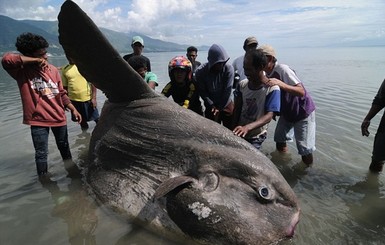 В Индонезии поймали рыбу весом 1,5 тонны