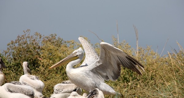 Несмотря на обстрелы в Приазовье прилетели кудрявые пеликаны
