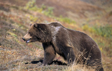 На Львовщине из питомника охотничьих собак сбежал бурый медведь