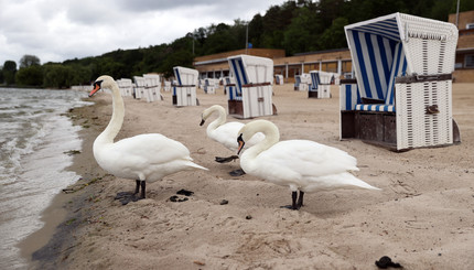 В Германии открытые после карантина пляжи посетили лебеди 
