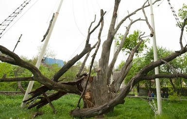 Из-за молнии запорожский 700-летний дуб остался без ветки