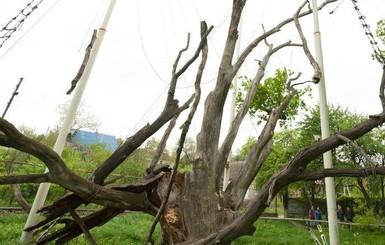 Ученые: удар молнии спас легендарный запорожский дуб