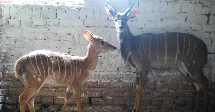 В Ровенском зоопарке живут единственные в стране антилопы гну и Ньяла