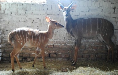 В Ровенском зоопарке живут единственные в стране антилопы гну и Ньяла