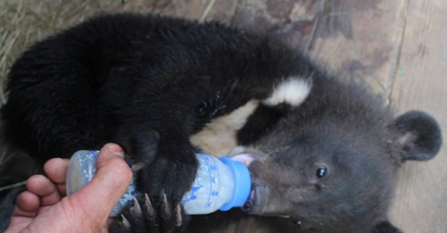 В харьковском зоопарке показали гималайских медвежат