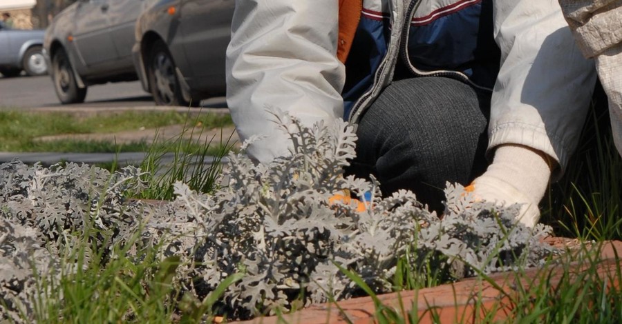 В Запорожье высадили 30 тысяч цветов 
