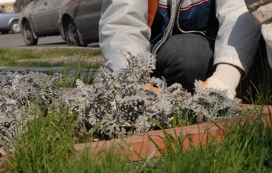 В Запорожье высадили 30 тысяч цветов 