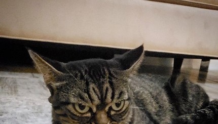 Сердитая Киця стала преемницей Grumpy Cat: сеть покоряет еще одна вечно недовольная кошка