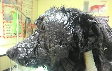 Беременную собаку Милу два дня отдирали от чана с битумом