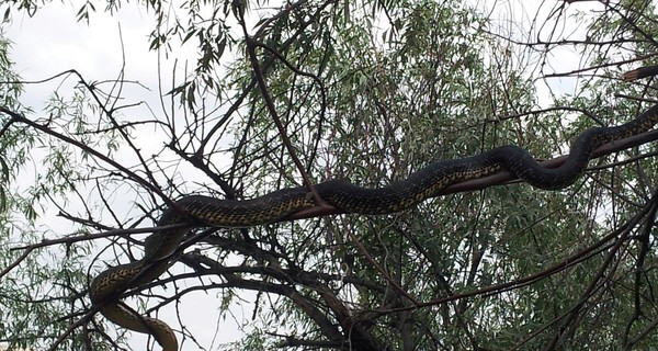На Хортице по деревьям ползают гигантские змеи