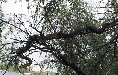 На Хортице по деревьям ползают гигантские змеи