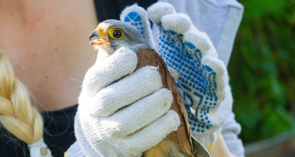 Запорожский волонтер спасла птицу с одним крылом