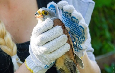 Запорожский волонтер спасла птицу с одним крылом
