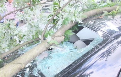 Ураган в Ужгороде валил деревья и обрывал провода
