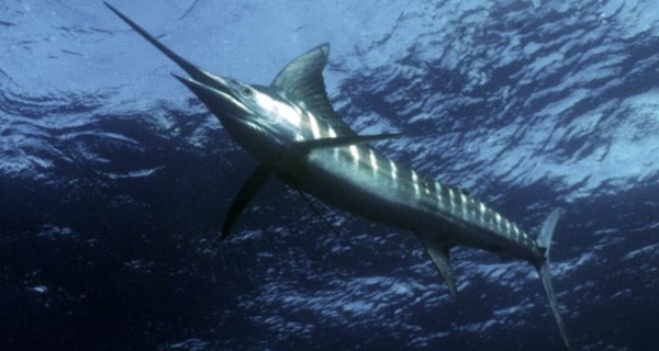 На Гавайях рыба-меч  пронзила рыбака 