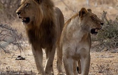 В ЮАР львица набросилась на туристов в машине, погибла женщина