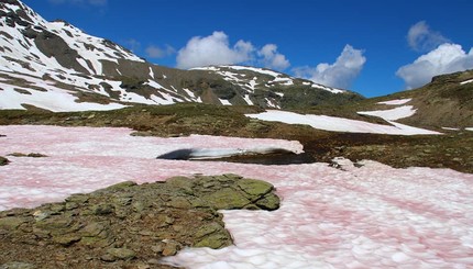 Розовый снег в Альпах