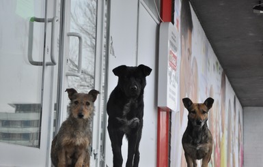 Бердянских бродячих собак нанесли на карту
