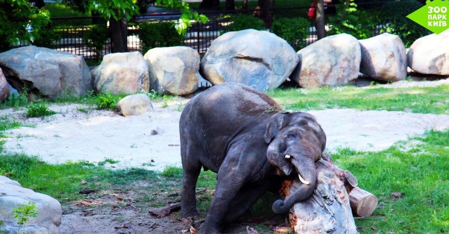 В Киеве слон Хорас нашел подружку и научился делать крем от солнца