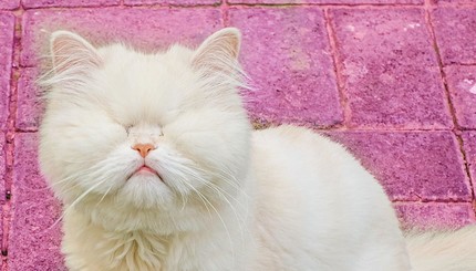 Слепая кошка из приюта стала звездой Instagram