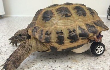 Британские ветеринары приделали черепахе колесо вместо потерянной лапы