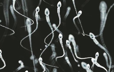 Из сперматозоидов ученые понаделали миниатюрных роботов