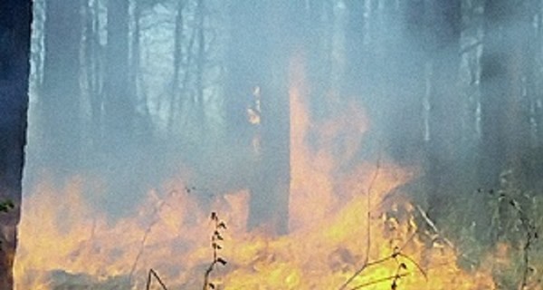 В Киевской области ожидается чрезвычайный уровень пожарной опасности