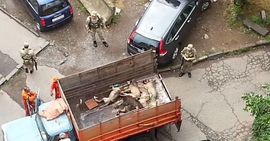 Наводнение в Тбилиси: убиты шесть волков и два льва и тигр  