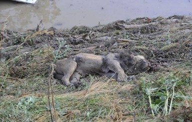 Наводнение в Тбилиси: погибли более 300 обитателей зоопарка