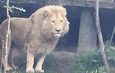 В Тбилиси, сбежавший из зоопарка, лев напал на человека