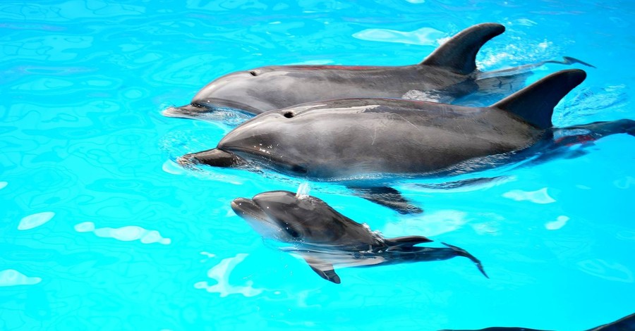 Дельфину Вите помогали рожать акушеры из двух роддомов