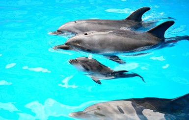 Дельфину Вите помогали рожать акушеры из двух роддомов