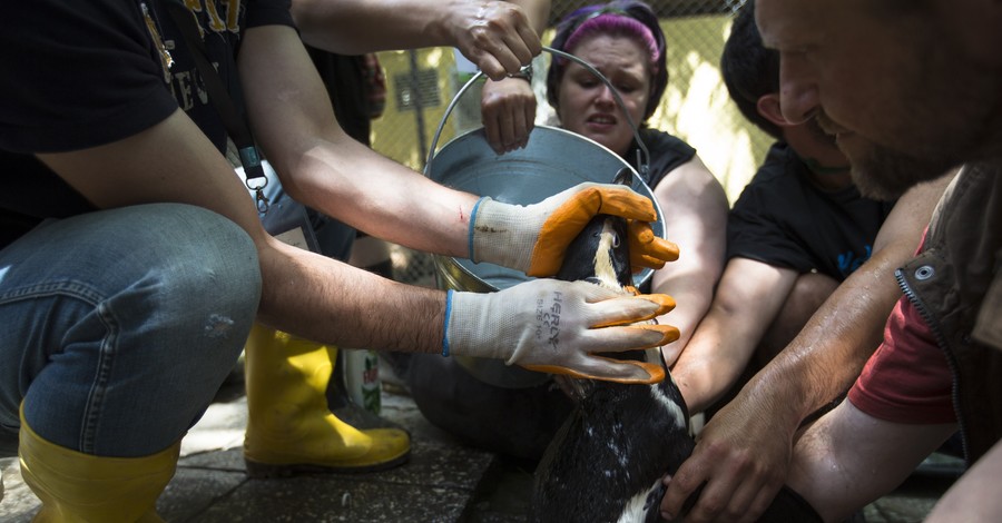 Доплывший до Азербайджана пингвин удрал от спасателей