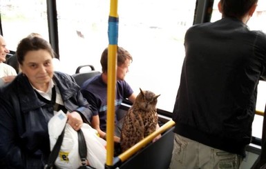 В Киеве в автобусе ездила сова