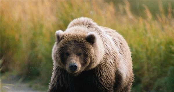 На Камчатке медведь загрыз рыбака