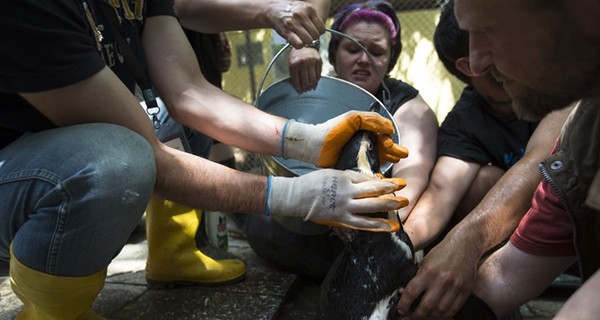 В Азербайджане поймали пингвина, который сбежал из зоопарка в Тбилиси