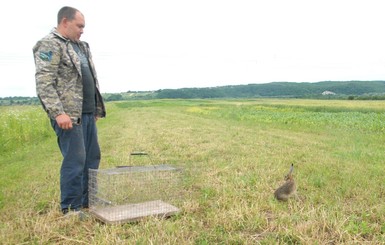 На Ивано-Франковщине от гибели спасли одноухого зайца
