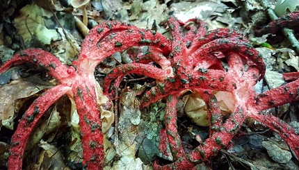 На западе Украины начали находить редкие грибы в виде осьминога