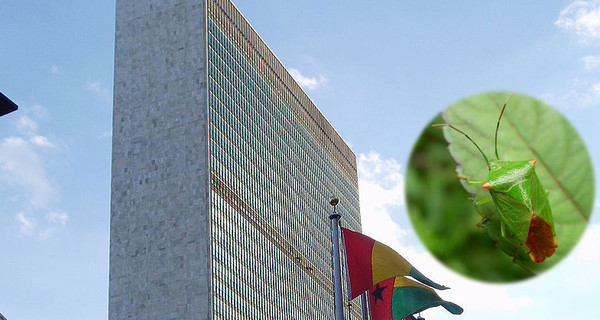 На штаб-квартиру ООН в Нью-Йорке напали клопы