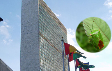 На штаб-квартиру ООН в Нью-Йорке напали клопы