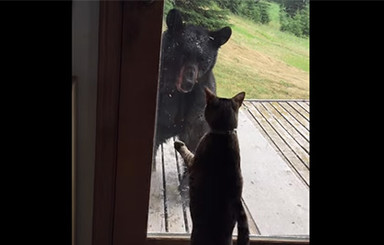 На Аляске кошка прогнала медведя