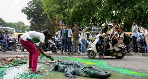 В Индии в дорожной яме поселился огромный крокодил