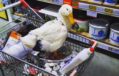 В киевском гипермаркете в тележке ездила утка в памперсе