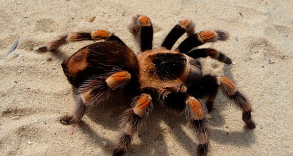 Австралийский город заполонили 25 тысяч тарантулов
