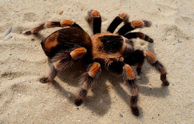 Австралийский город заполонили 25 тысяч тарантулов