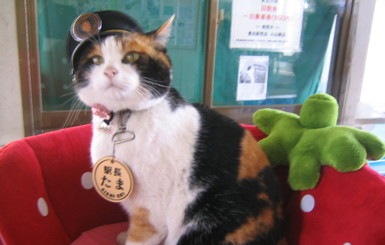 В Японии кошку-начальника вокзала похоронили и возвели в статус божества