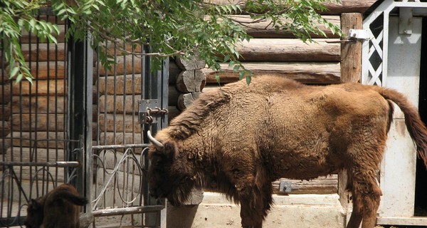 В николаевском зоопарке родился зубренок по кличке Мурза