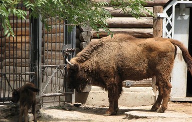 В николаевском зоопарке родился зубренок по кличке Мурза
